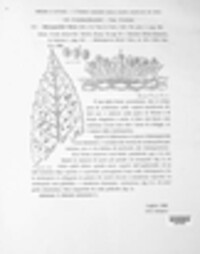 Melampsora euphorbiae image